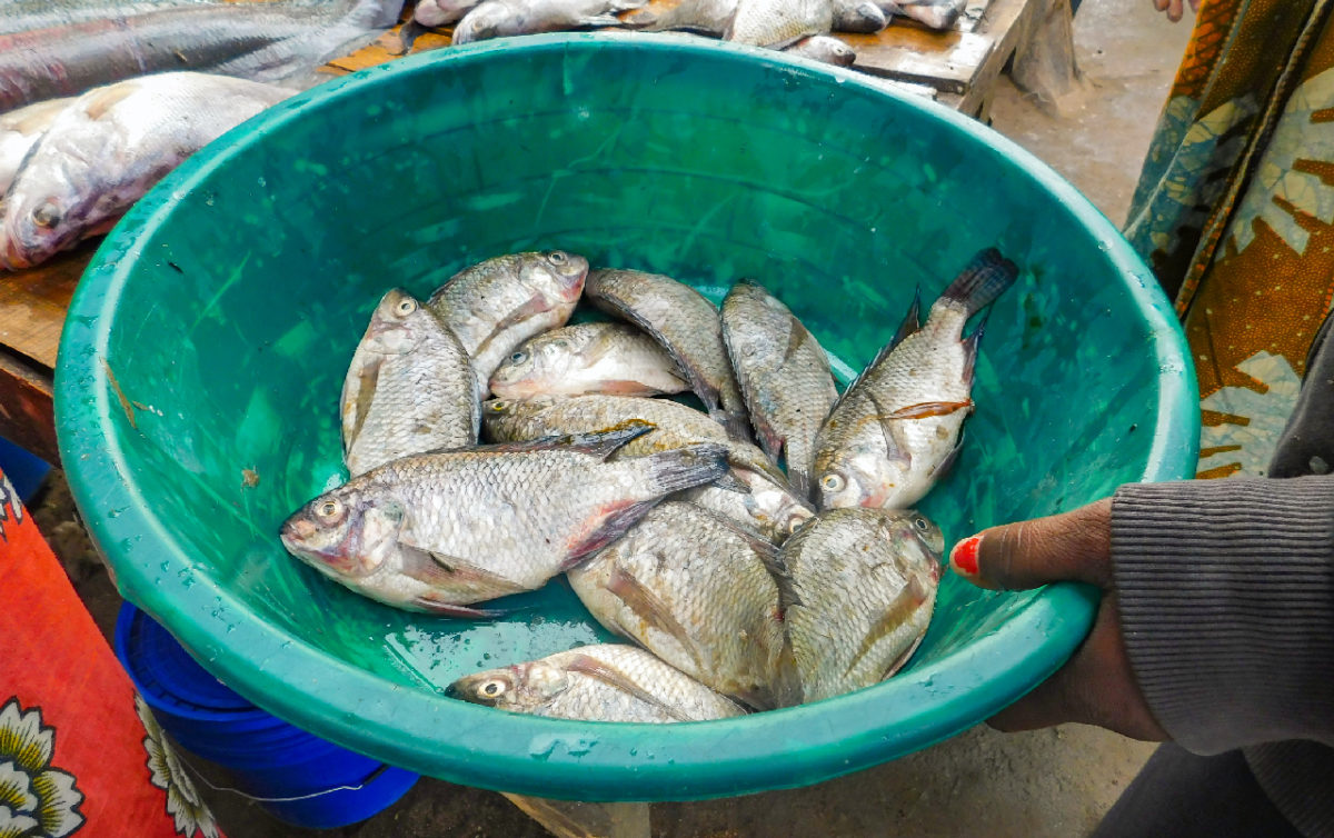 How the COVID 19 lockdown affected fish supply in Uganda Southern Voice
